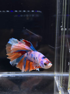 Male Rosetail - Candy Unicorn #2555 - Live Betta Fish