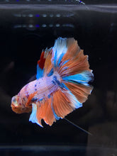 Load image into Gallery viewer, Male Rosetail - Candy Unicorn #2555 - Live Betta Fish
