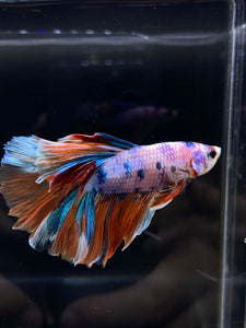 Male Rosetail - Candy Unicorn #2555 - Live Betta Fish