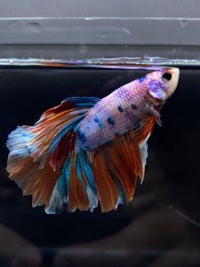 Male Rosetail - Candy Unicorn #2555 - Live Betta Fish