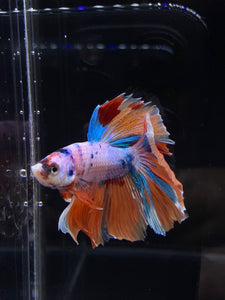 Male Rosetail - Candy Unicorn #2555 - Live Betta Fish