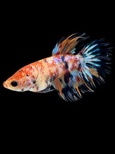 Load image into Gallery viewer, TOP GRADE Female Crowntail - Candy #2558 - Live Betta Fish
