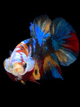 Load image into Gallery viewer, Male Halfmoon Plakat - Multicolor #2559 - Live Betta Fish
