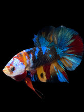 Load image into Gallery viewer, Male Halfmoon Plakat - Multicolor #2559 - Live Betta Fish
