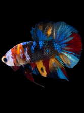 Load image into Gallery viewer, Male Halfmoon Plakat - Multicolor #2559 - Live Betta Fish

