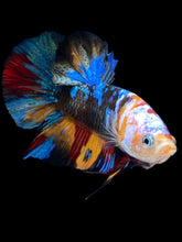 Load image into Gallery viewer, Male Halfmoon Plakat - Multicolor #2559 - Live Betta Fish
