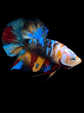 Load image into Gallery viewer, Male Halfmoon Plakat - Multicolor #2559 - Live Betta Fish
