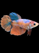 Load image into Gallery viewer, TOP GRADE Female Halfmoon - Galaxy #2560 - Live Betta Fish
