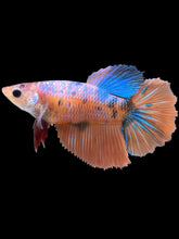 Load image into Gallery viewer, TOP GRADE Female Halfmoon - Galaxy #2560 - Live Betta Fish
