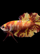 Load image into Gallery viewer, GIANT Male Halfmoon Plakat - Fire Nemo #2563 - Live Betta Fish
