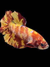 Load image into Gallery viewer, GIANT Male Halfmoon Plakat - Fire Nemo #2563 - Live Betta Fish
