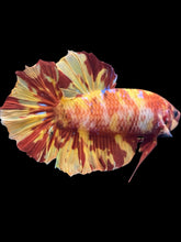 Load image into Gallery viewer, GIANT Male Halfmoon Plakat - Fire Nemo #2563 - Live Betta Fish
