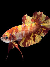 Load image into Gallery viewer, GIANT Male Halfmoon Plakat - Fire Nemo #2563 - Live Betta Fish
