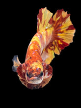 Load image into Gallery viewer, GIANT Male Halfmoon Plakat - Fire Nemo #2563 - Live Betta Fish
