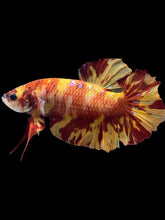Load image into Gallery viewer, GIANT Male Halfmoon Plakat - Fire Nemo #2563 - Live Betta Fish
