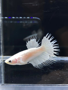 Female Crowntail - White Platinum #2570 - Live Betta Fish