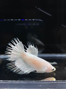 Female Crowntail - White Platinum #2570 - Live Betta Fish