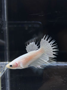 Female Crowntail - White Platinum #2570 - Live Betta Fish