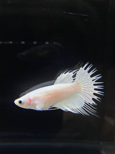 Female Crowntail - White Platinum #2570 - Live Betta Fish