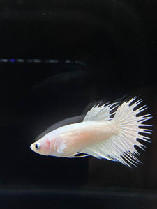 Female Crowntail - White Platinum #2570 - Live Betta Fish