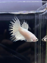 Load image into Gallery viewer, Female Crowntail - White Platinum #2570 - Live Betta Fish
