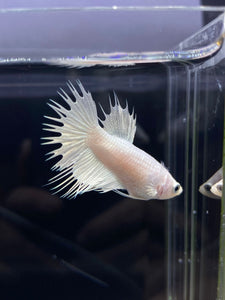 Female Crowntail - White Platinum #2570 - Live Betta Fish