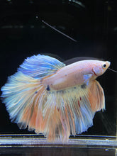 Load image into Gallery viewer, Male Rosetail - Pastel #2571 - Live Betta Fish
