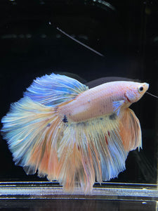 Male Rosetail - Pastel #2571 - Live Betta Fish