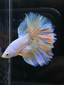 Male Rosetail - Pastel #2571 - Live Betta Fish