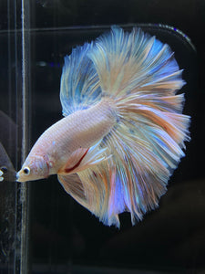 Male Rosetail - Pastel #2571 - Live Betta Fish