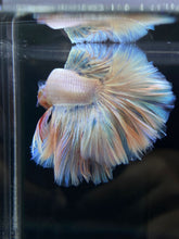 Load image into Gallery viewer, Male Rosetail - Pastel #2571 - Live Betta Fish
