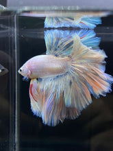 Load image into Gallery viewer, Male Rosetail - Pastel #2571 - Live Betta Fish
