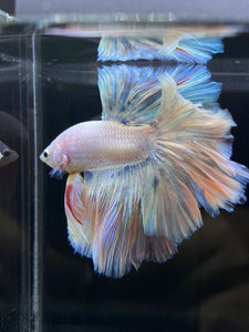 Male Rosetail - Pastel #2571 - Live Betta Fish