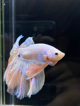 Load image into Gallery viewer, Male Rosetail - Pastel #2571 - Live Betta Fish
