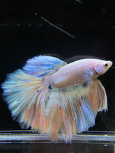 Load image into Gallery viewer, Male Rosetail - Pastel #2571 - Live Betta Fish
