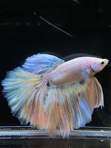 Male Rosetail - Pastel #2571 - Live Betta Fish