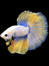 Load image into Gallery viewer, Male Halfmoon - Fancy Yellow #2572 - Live Betta Fish
