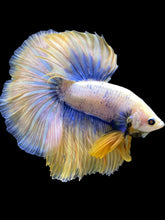 Load image into Gallery viewer, Male Halfmoon - Fancy Yellow #2572 - Live Betta Fish
