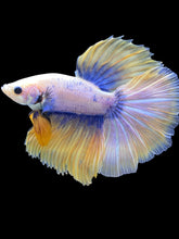 Load image into Gallery viewer, Male Halfmoon - Fancy Yellow #2572 - Live Betta Fish
