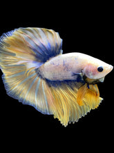 Load image into Gallery viewer, Male Halfmoon - Fancy Yellow #2572 - Live Betta Fish
