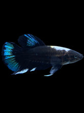 Load image into Gallery viewer, Male Halfmoon Plakat - Blue Avatar #2574 - Live Betta Fish
