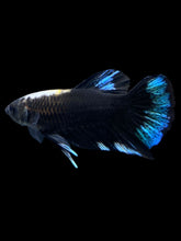 Load image into Gallery viewer, Male Halfmoon Plakat - Blue Avatar #2574 - Live Betta Fish
