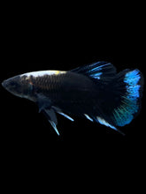Load image into Gallery viewer, Male Halfmoon Plakat - Blue Avatar #2574 - Live Betta Fish
