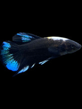 Load image into Gallery viewer, Male Halfmoon Plakat - Blue Avatar #2574 - Live Betta Fish
