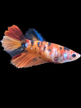 Load image into Gallery viewer, TOP GRADE Female Halfmoon - Galaxy #2576 - Live Betta Fish
