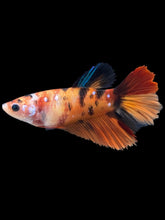 Load image into Gallery viewer, TOP GRADE Female Halfmoon - Galaxy #2576 - Live Betta Fish
