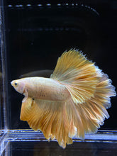 Load image into Gallery viewer, Male Rosetail - Super Gold #2577 - Live Betta Fish
