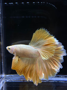 Male Rosetail - Super Gold #2577 - Live Betta Fish