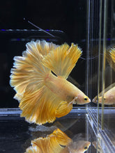 Load image into Gallery viewer, Male Rosetail - Super Gold #2577 - Live Betta Fish
