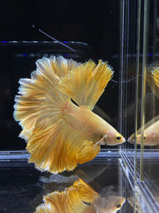 Male Rosetail - Super Gold #2577 - Live Betta Fish